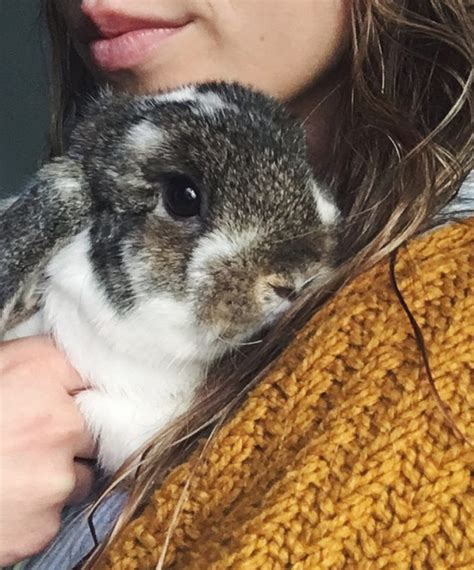 Cuddling Cute Bunny Rabbit Pets Is Exactly What We Need