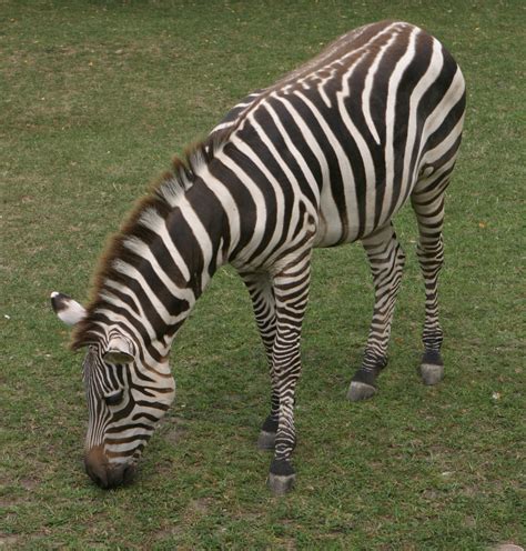 File:Grant's Zebra at Indianapolis Zoo.JPG - Wikimedia Commons