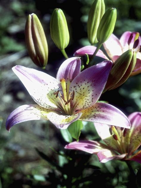 Oriental Lily Varieties