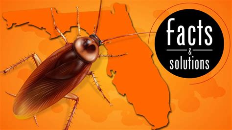 Taking on the Florida Palmetto Bug - Cockroach Facts