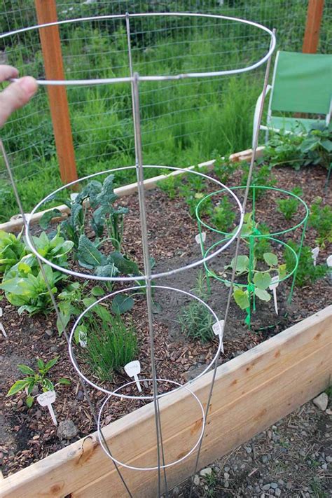 How to Grow Cantaloupe Vertically on a Trellis | Gardener’s Path