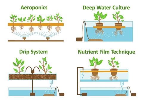 Indoor Hydroponic Tomatoes: Top Best Tips 2023