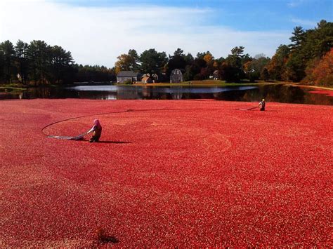 Experiential Cranberry Bog Tour, Massachusetts – or – SCOOPING FRUIT ...