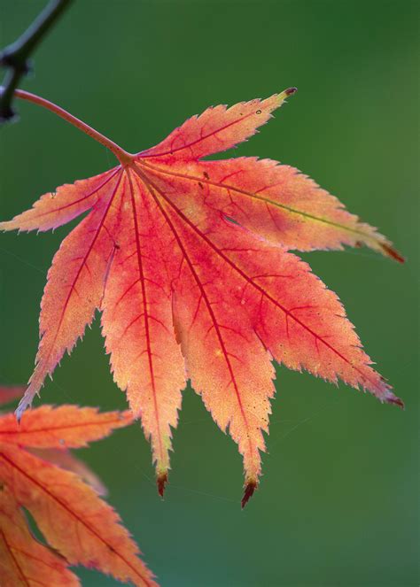 Best trees for fall color: with beautiful foliage | Homes & Gardens