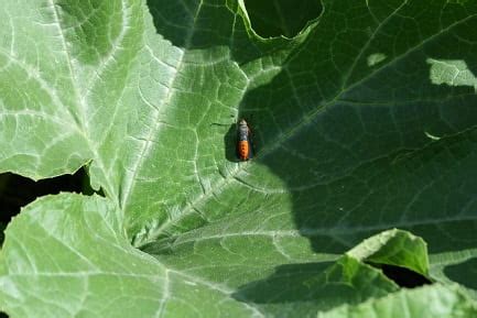 Squash Vine Borer | Extension Entomology