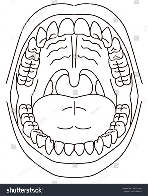 Oral Cavity Diagram Unlabeled