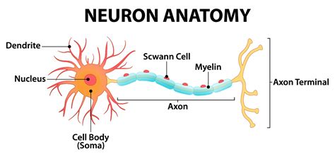 clima Passado pellet motor neuron anatomy não utilizado dedicação Esquisito