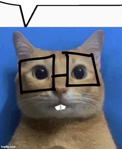 nerd cat Memes - Imgflip