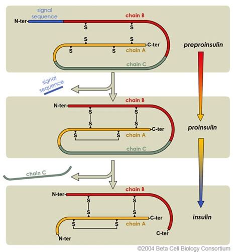 Insulin - Structure - Function - TeachMePhysiology