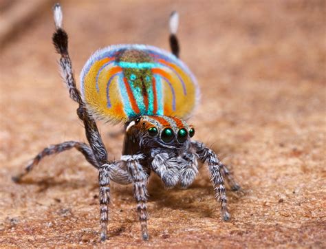 _MG_3562 peacock spider Maratus volans - a photo on Flickriver