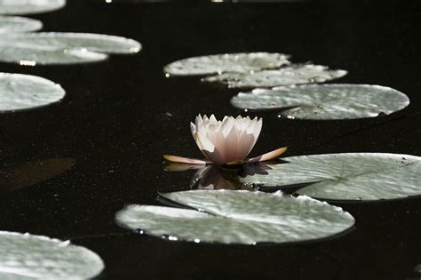 Water lily, pond, plants, flowers, pink - free image from needpix.com