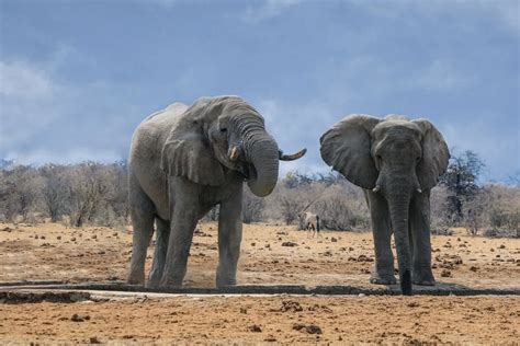 Meet the Largest Elephant Ever Recorded