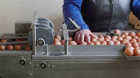 Egg Grading machine, chinachickencage.com