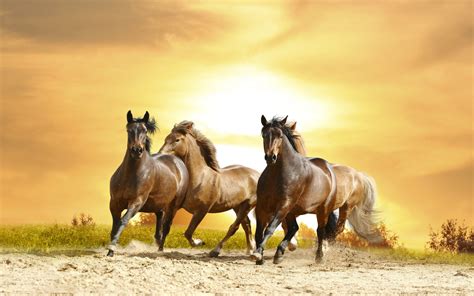 Horses Galloping Sunset Hd Wallpaper 8592 : Wallpapers13.com