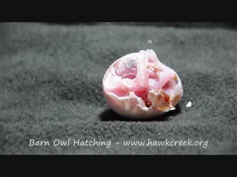 BARN OWL EGG HATCHING - YouTube