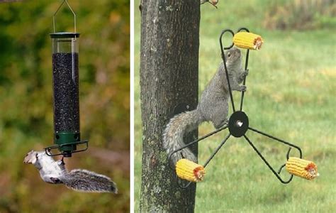 Squirrel Proof Bird Feeders