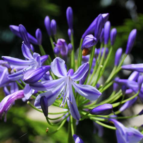 2Pcs Purple Amaryllis Bulbs Beautiful Bonsai Flowers Home Garden Decor Bulbs HOT | eBay