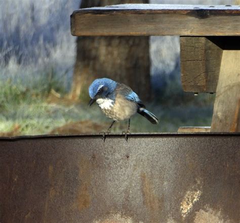 Baby Blue Jay Free Stock Photo - Public Domain Pictures