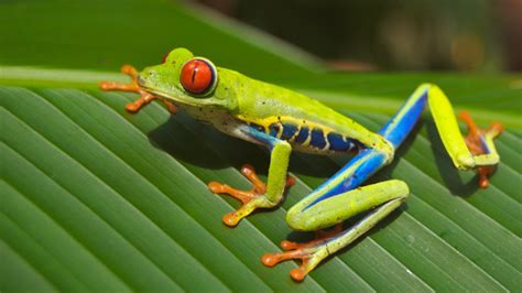 Frog Fact Sheet | Blog | Nature | PBS