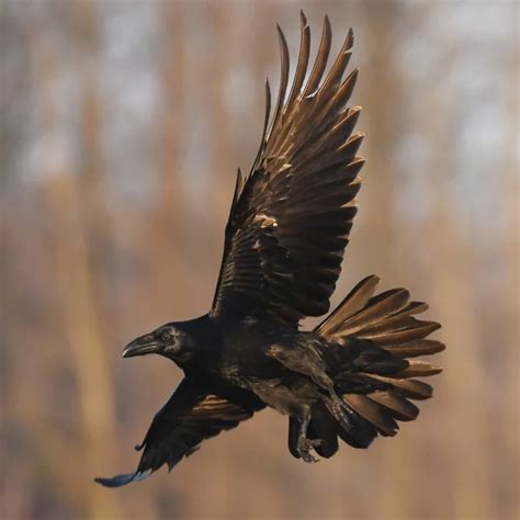 Common Raven Flying Natural Habitat — Stock Photo © kwasny222 #215122714