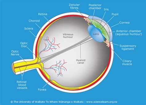 Cross-section through the human eye — Science Learning Hub