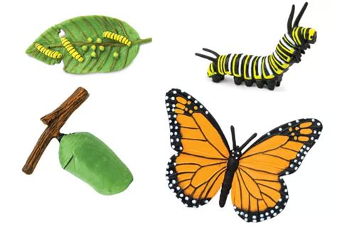 MODELS OF MONARCH Butterfly Life Cycle - MONTESSORI BIOLOGY / ZOOLOGY ...