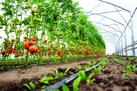 Successful cultivation of Horticulture Crops