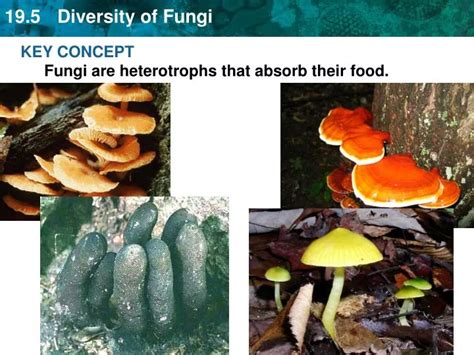 PPT - KEY CONCEPT Fungi are heterotrophs that absorb their food. PowerPoint Presentation - ID ...