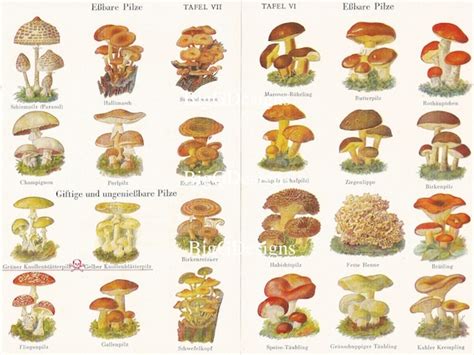 Vintage Mushroom Identification Chart Poisonous Digital - Etsy