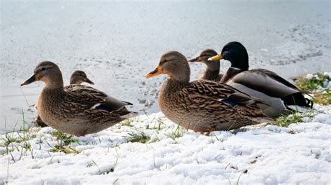 18 Types of Ducks in Alaska (With Pictures) - Optics Mag