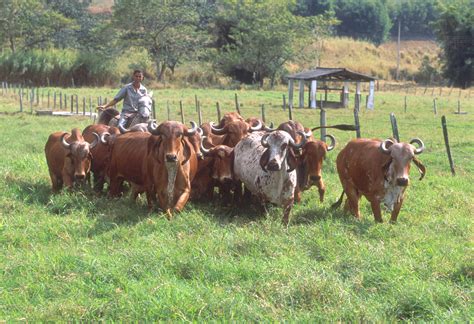 File:Brazilian Gyr Cattle.jpg - Wikimedia Commons