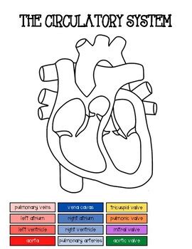 Circulatory System Coloring Page