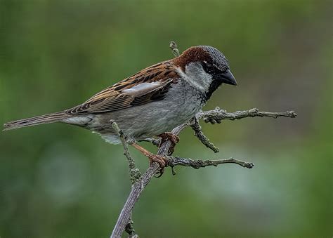 Male Sparrow (passer domesticus) by royd63uk - Pentax User