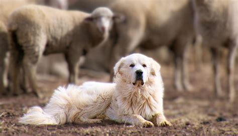 10 Best Guard Dog Breeds For Farms & Rural Safety