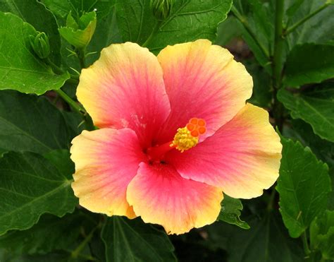 Variegated Hibiscus | Karen | Flickr