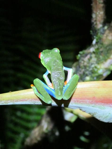 Tree frogs are so colorful and they love to have their picture taken ...