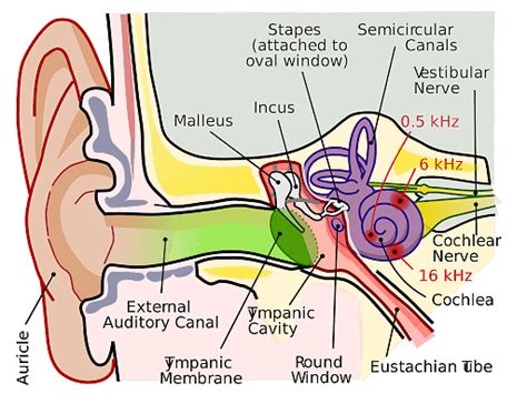 Ear Ossicles: Structure, Function And Parts of Human Ear