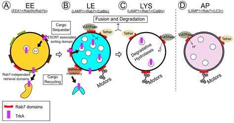 Biomolecules | Free Full-Text | Regulation of Endosomal Trafficking by Rab7 and Its Effectors in ...