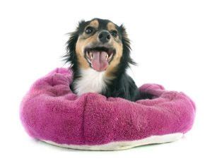 6 increíbles beneficios de las camas confortables para perros - VisitaCasas.com