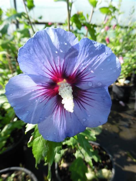 Hibiscus syriacus Marina