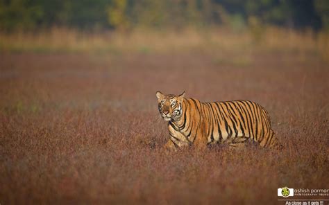 Tadoba National Park Safari Timings: Big Cat Safari