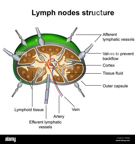 Lymph gland cancer Cut Out Stock Images & Pictures - Alamy