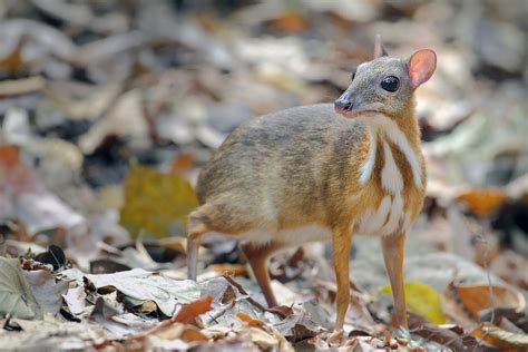 15 wild animals found in Turkey | Daily Sabah