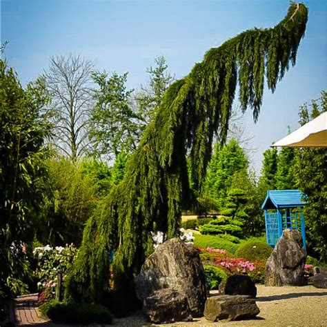 Weeping Giant Sequoia Trees For Sale Online | The Tree Center™