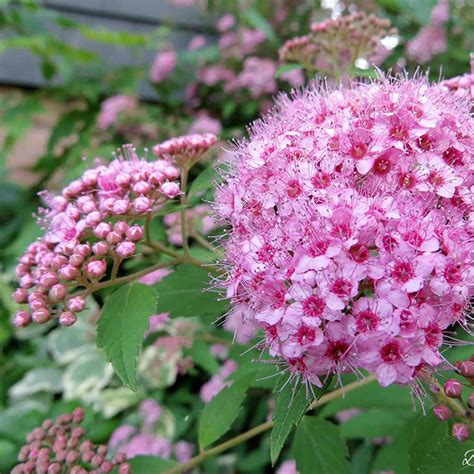 Spiraea betulifolia 'Pink Sparkler' - Horsford Gardens and Nursery