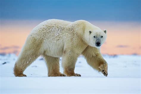 Download Snow Animal Polar Bear HD Wallpaper