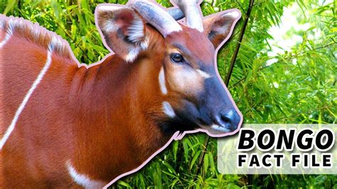 Bongo Antelope