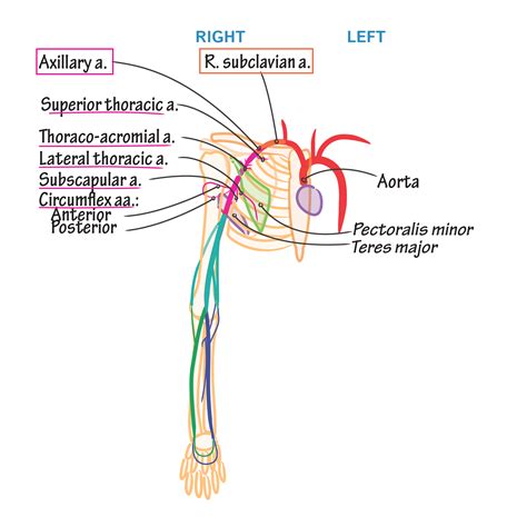 Upper Extremity Artery Anatomy