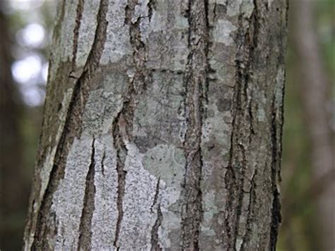 American Chestnut (Castanea dentata)