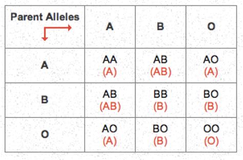 CC | An introduction to blood types: genotype, phenotype, inheritance ...